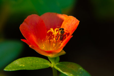 beautifull little red flower in blured green backgroundの写真素材