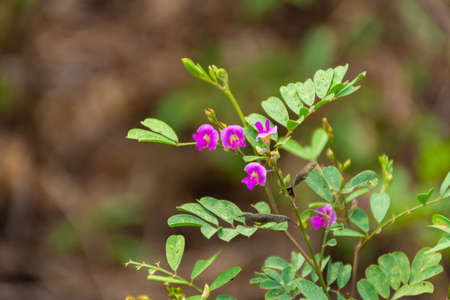 Beautiful pink wild flower imageの写真素材