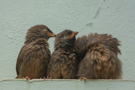 Yellow billed babbler at Kerala, South Indiaの写真素材