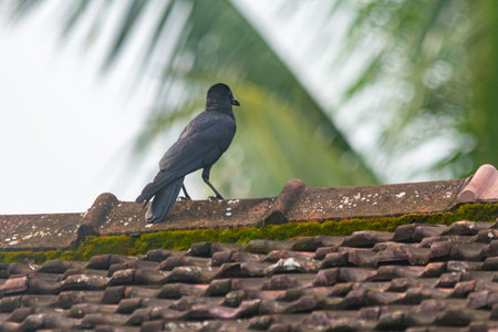 Crows in Kerala, South Indiaの写真素材