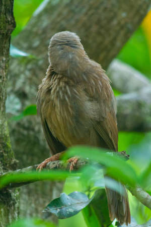 Yellow billed babbler at Kerala, South Indiaの写真素材