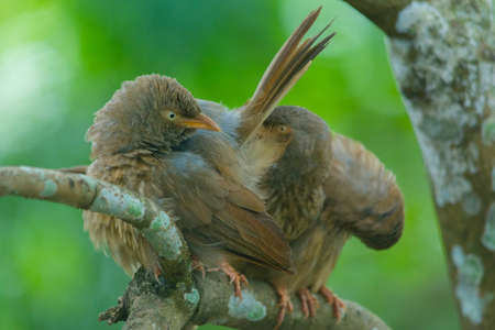 Yellow billed babbler at Kerala, South Indiaの写真素材