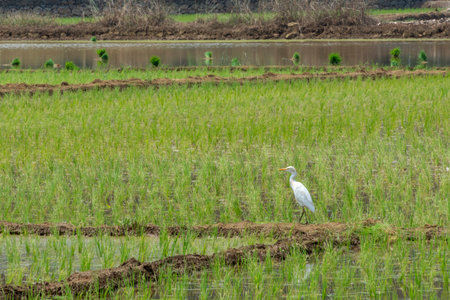 ice seedlings in paddy field. Vilayur, Palakkad, Kerala, South Indiaの写真素材