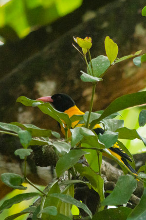 Black hooded oriole bird in Kerala, South Indiaの写真素材