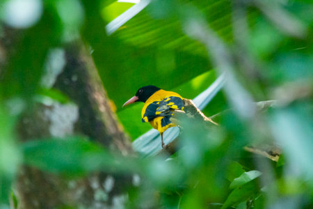Black hooded oriole bird in Kerala, South Indiaの写真素材