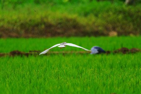 Stork in paddy field at Kerala, South Indiaの写真素材