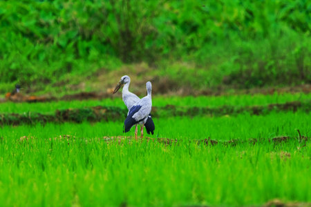 Asian openbills in paddy field at Kerala, South India