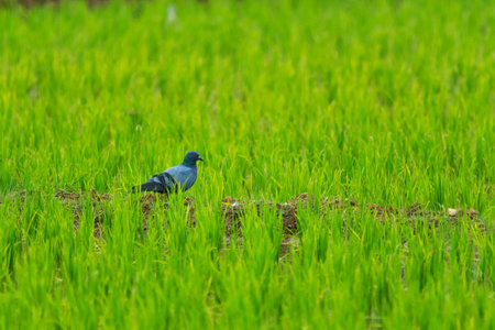 Asian openbills in paddy field at Kerala, South Indiaの写真素材