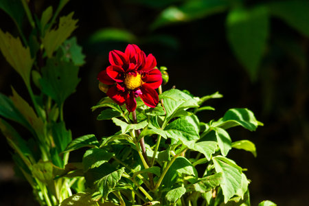 Meroon flower close up shotの写真素材