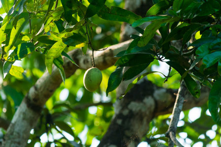 Mango fruit on mango tree at Kerala, South India.の写真素材