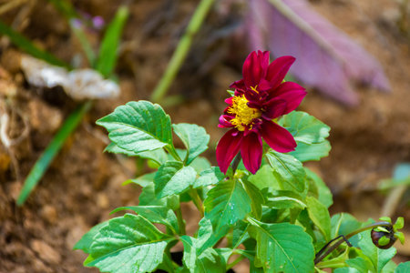 Meroon flower close up shotの写真素材