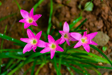 Beautiful Pink rain lilly flowersの写真素材