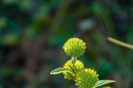 Beautiful wild flower bud image