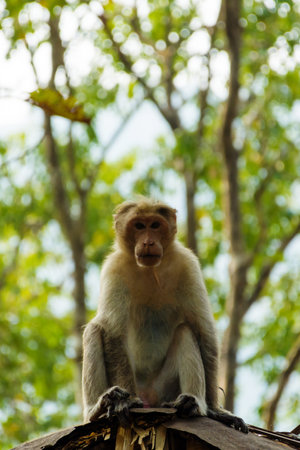 Bonnet macaque sitting on the roof near Athirapalli waterfalls, Kerala, South India
