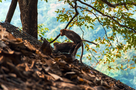 Bonnet macaque mating on the roof near Athirapalli waterfalls, Kerala, South India