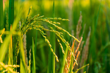 Rice field, close up yellow rice seed ripe and green leaves, Palakkad, Kerala,の写真素材