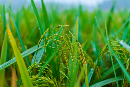 Rice field, close up yellow rice seed ripe and green leaves, Palakkad, Kerala,