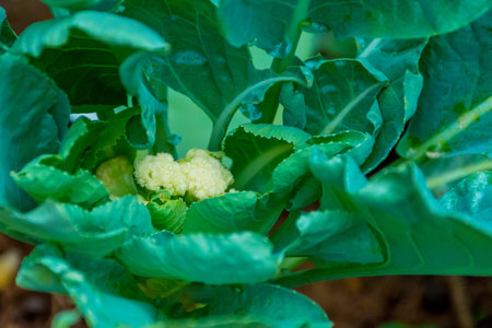 Organic cauliflower vegetable food in field garden.の写真素材