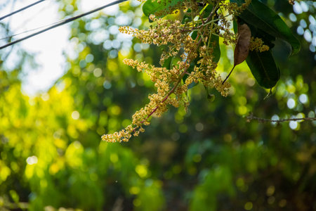 Flowers on a Mango treeの写真素材