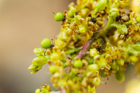 Flowers on a Mango tree