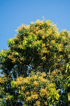 Flowers on a Mango tree, blooming mango treeの写真素材