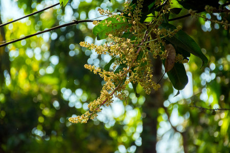 Flowers on a Mango tree, blooming mango treeの写真素材