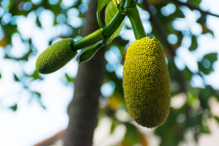 Fresh green Jackfruit ( Artocarpus heterophyllus ) hanging on brunch tree in the garden.Jackfruit...