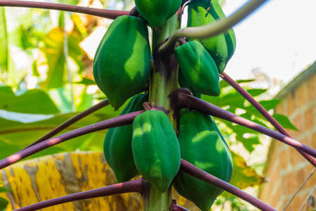 Green Papaya fruit on Papaya treeの写真素材