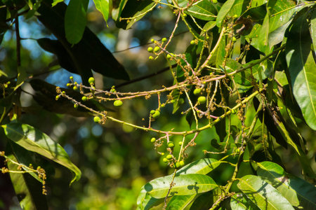 Mango fruit on mango tree at Kerala, South India.の写真素材