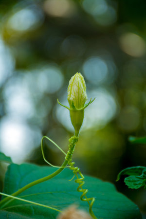 Calabash flower with blurred bokeh backgroundの写真素材