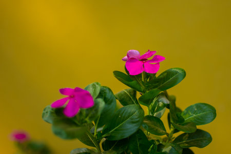 Rosy periwinkle flower with green leaf isolated with yellow backgroundの写真素材