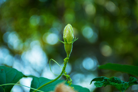 Calabash flower with blurred bokeh backgroundの写真素材