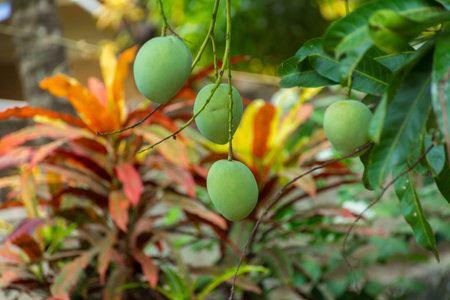 Mango fruit on mango tree at Kerala, South India.の写真素材
