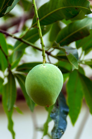 Mango fruit on mango tree at Kerala, South India.の写真素材
