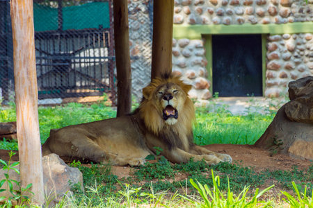 Wild animal Lion in zoo, Mysuru, Karnataka, South Indiaの写真素材