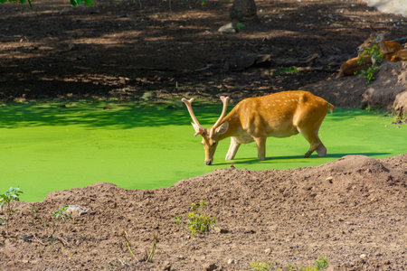 Wild animal deer drinking waterの写真素材