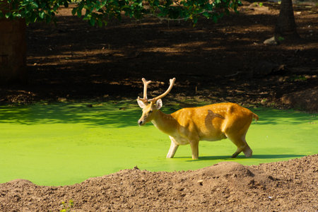 Wild animal deer at pondの写真素材