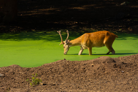 Wild animal deer at pondの写真素材