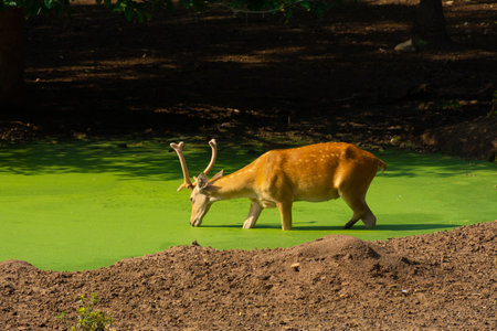 Wild animal deer at pondの写真素材