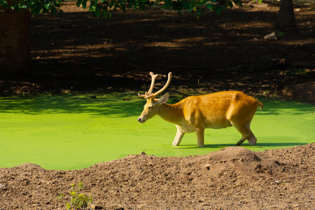 Wild animal deer at pondの写真素材