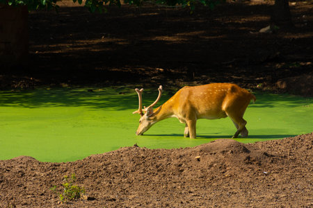 Wild animal deer at pondの写真素材