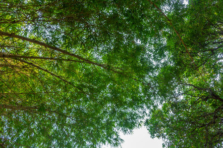 Shade trees in Sri Chamarajendra Zoological Gardens, Mysuru, Karnataka, South Indiaの写真素材