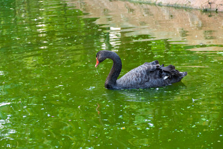 Black swan in pond at Mysuru, Karnataka, South Indiaの写真素材