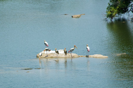 Painted stork at Ranganathittu Bird Sanctuary, Srirangapatna, Karnataka