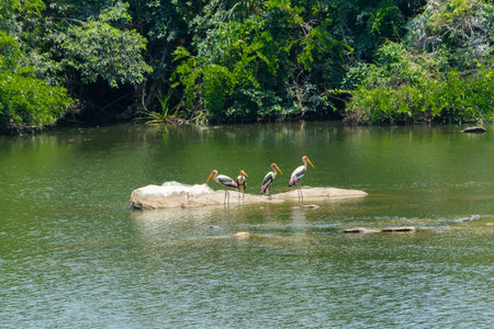 Painted stork at Ranganathittu Bird Sanctuary, Srirangapatna, Karnatakaの写真素材