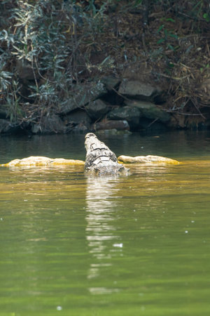 crocodile at Ranganathittu Bird Sanctuary, Srirangapatna, Karnatakaの写真素材