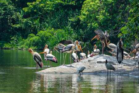 Painted stork at Ranganathittu Bird Sanctuary, Srirangapatna, Karnatakaの写真素材