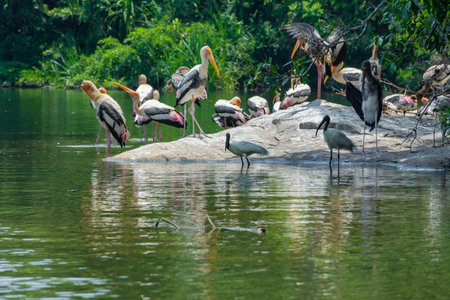 Painted stork at Ranganathittu Bird Sanctuary, Srirangapatna, Karnatakaの写真素材