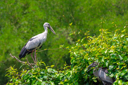 Asian openbills at Ranganathittu Bird Sanctuary, Srirangapatna, Karnatakaの写真素材