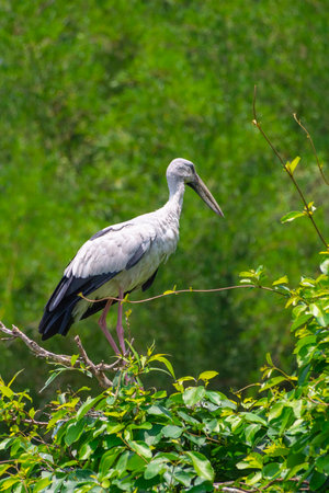 Asian openbills at Ranganathittu Bird Sanctuary, Srirangapatna, Karnatakaの写真素材